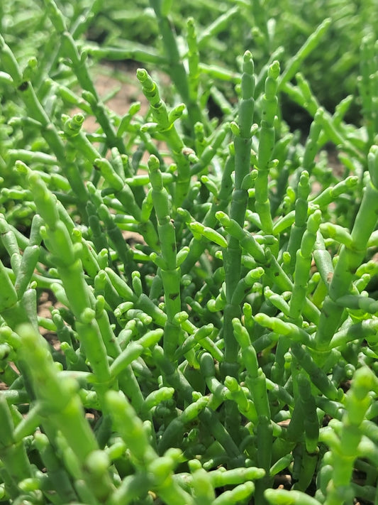 The Fresh Salicornia
