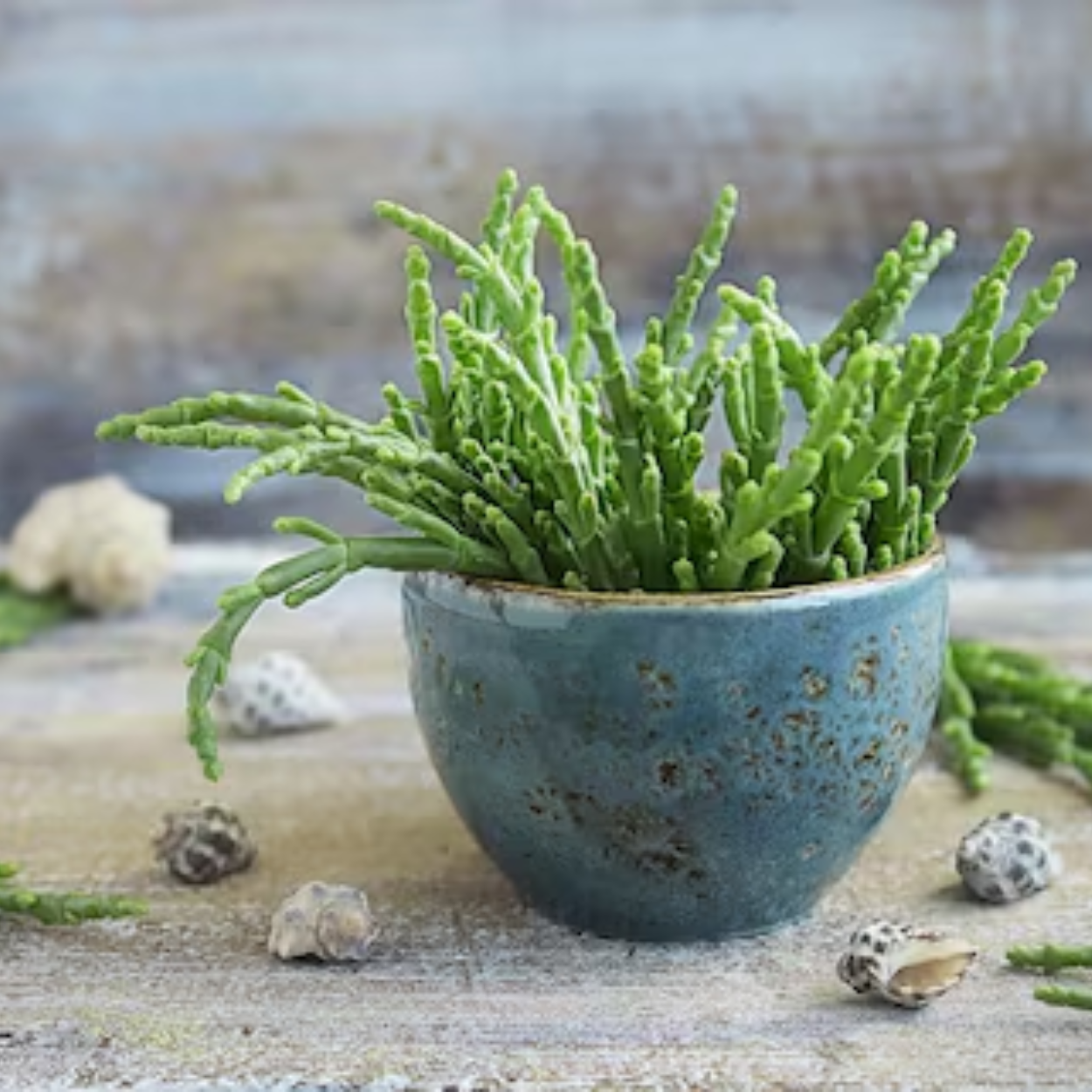 The Fresh Salicornia(Enquire and Order)