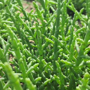 The Fresh Salicornia(Enquire and Order)